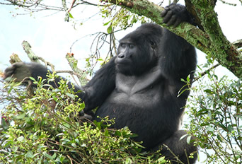 gorilla trekking adventures